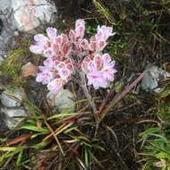 Image of Dilatris corymbosa P. J. Bergius