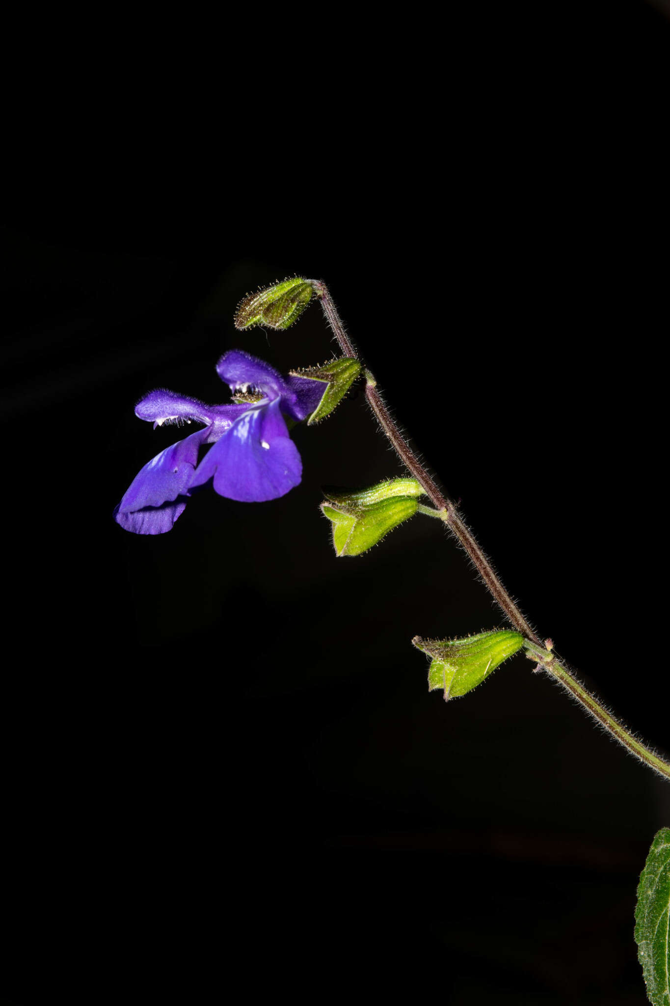 Image of Salvia xolocotzii Bedolla & Zamudio