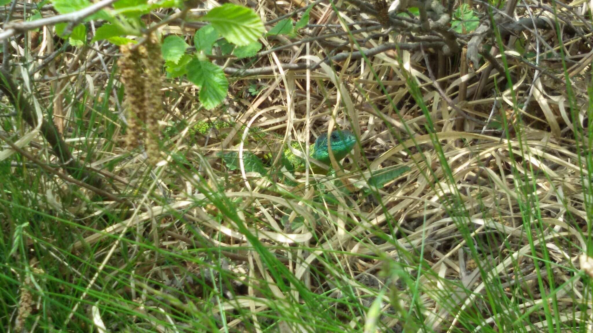 Image of Western Green Lizard