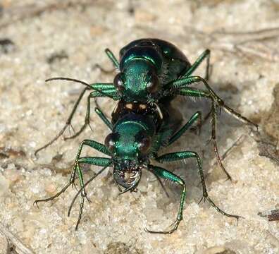 Image of Autumn Tiger Beetle