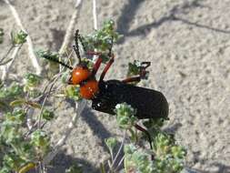 Image of Master Blister Beetle