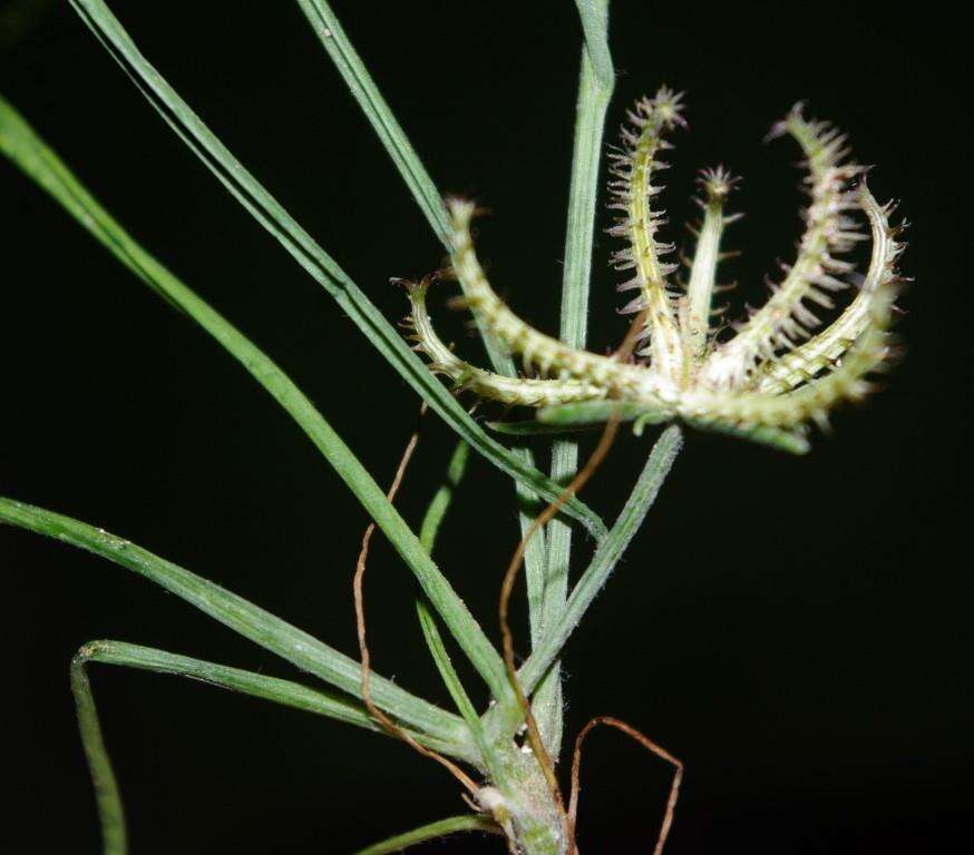 Image de Koelpinia linearis Pall.