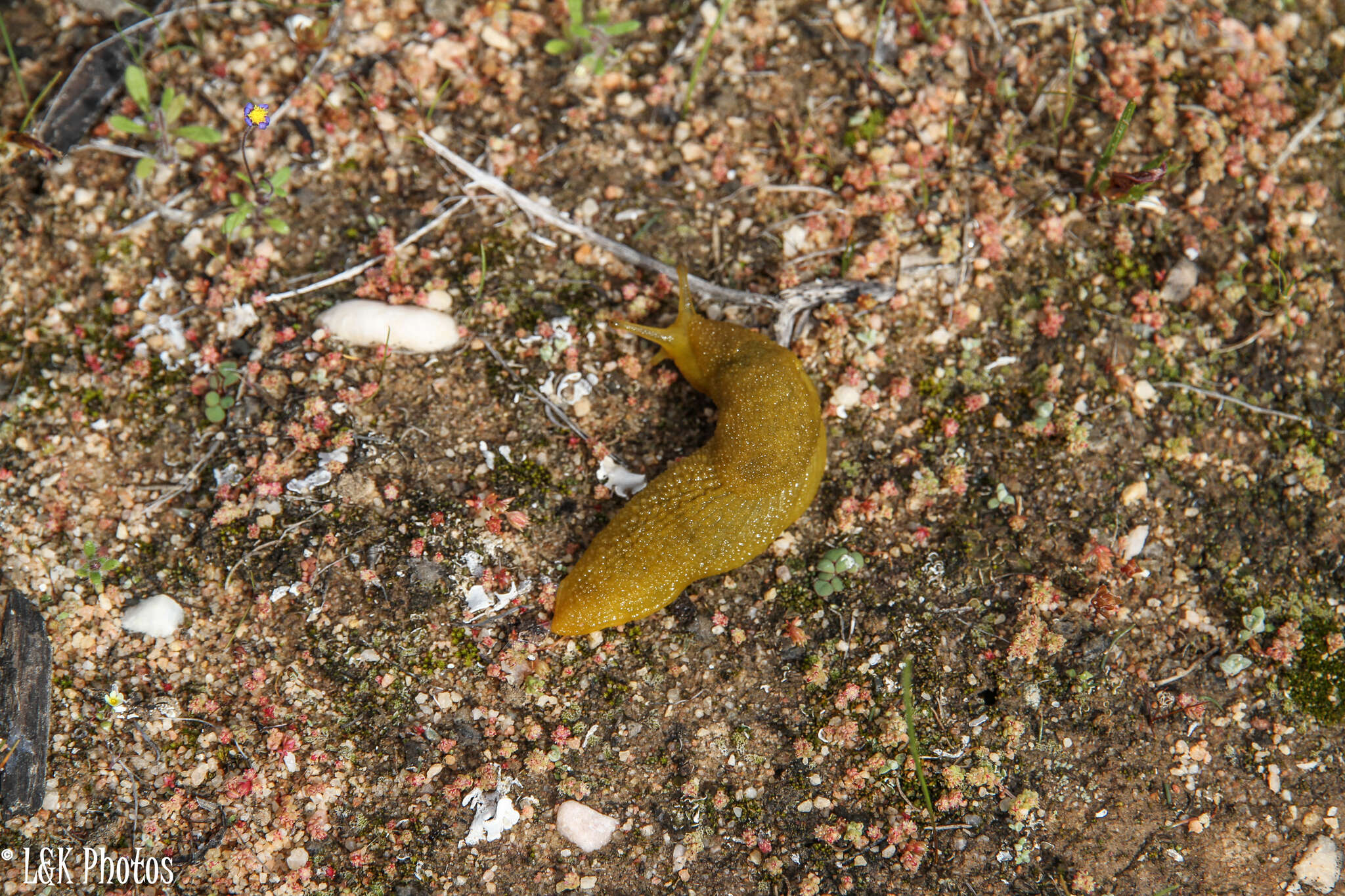 Oopelta granulosa Collinge 1900 resmi