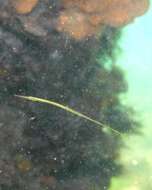 Image of Gulf pipefish