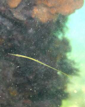 Image of Gulf pipefish