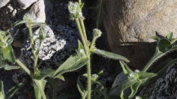 Image of Simpsonanthus jonesii (A. Gray) Guilliams, Hasenstab & B. G. Baldwin