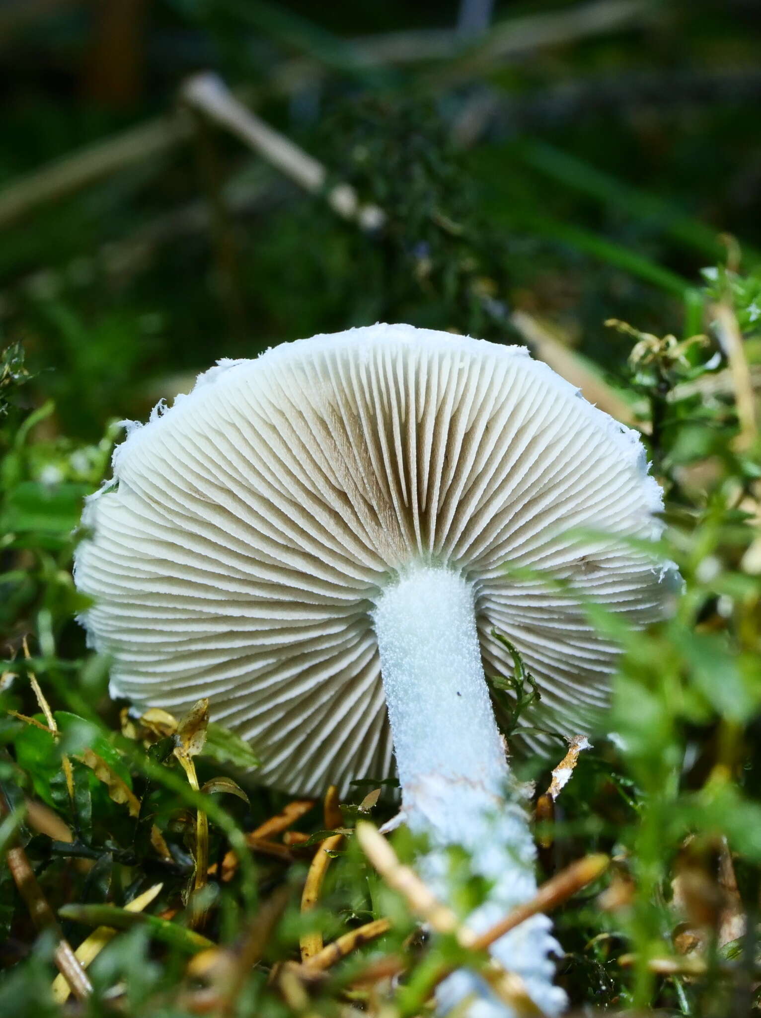 Plancia ëd Stropharia caerulea Kreisel 1979