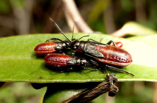 صورة Arocatus rusticus (Stal & C. 1867)