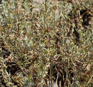 Image de Artemisia arbuscula subsp. longiloba (Osterh.) L. M. Shultz