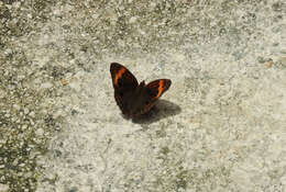 Image of <i>Junonia zonalis</i>