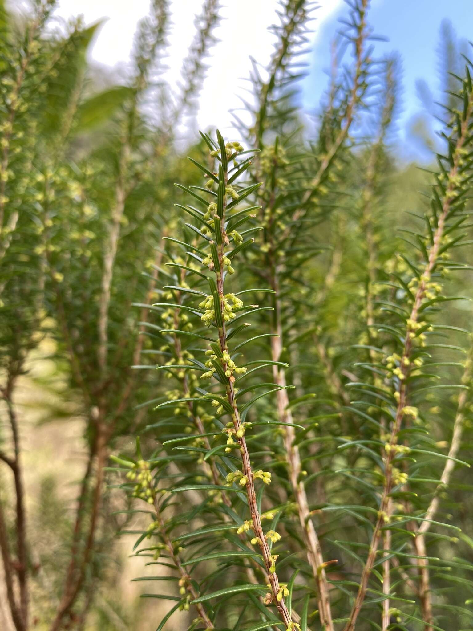 Imagem de Erica platycodon subsp. maderincola (D. C. Mc Clint.) Rivas Mart., Capelo, J. C. Costa, Lousã, Fontinha, R. Jardim & M. Seq.