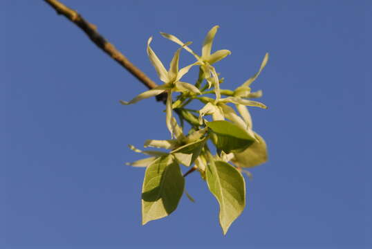 Imagem de Aspidosperma pyrifolium Mart.