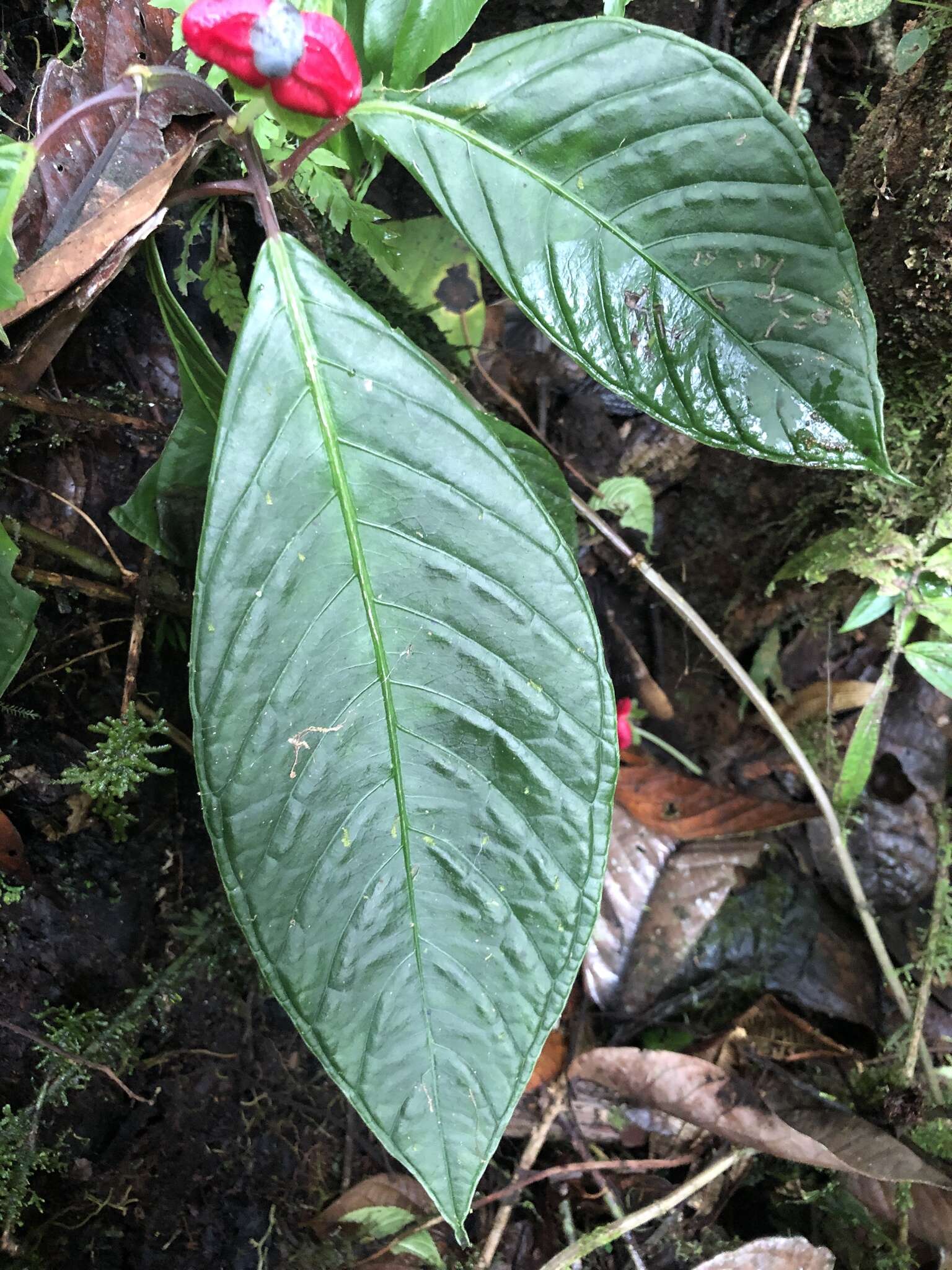 Image of Drymonia brochidodroma Wiehler