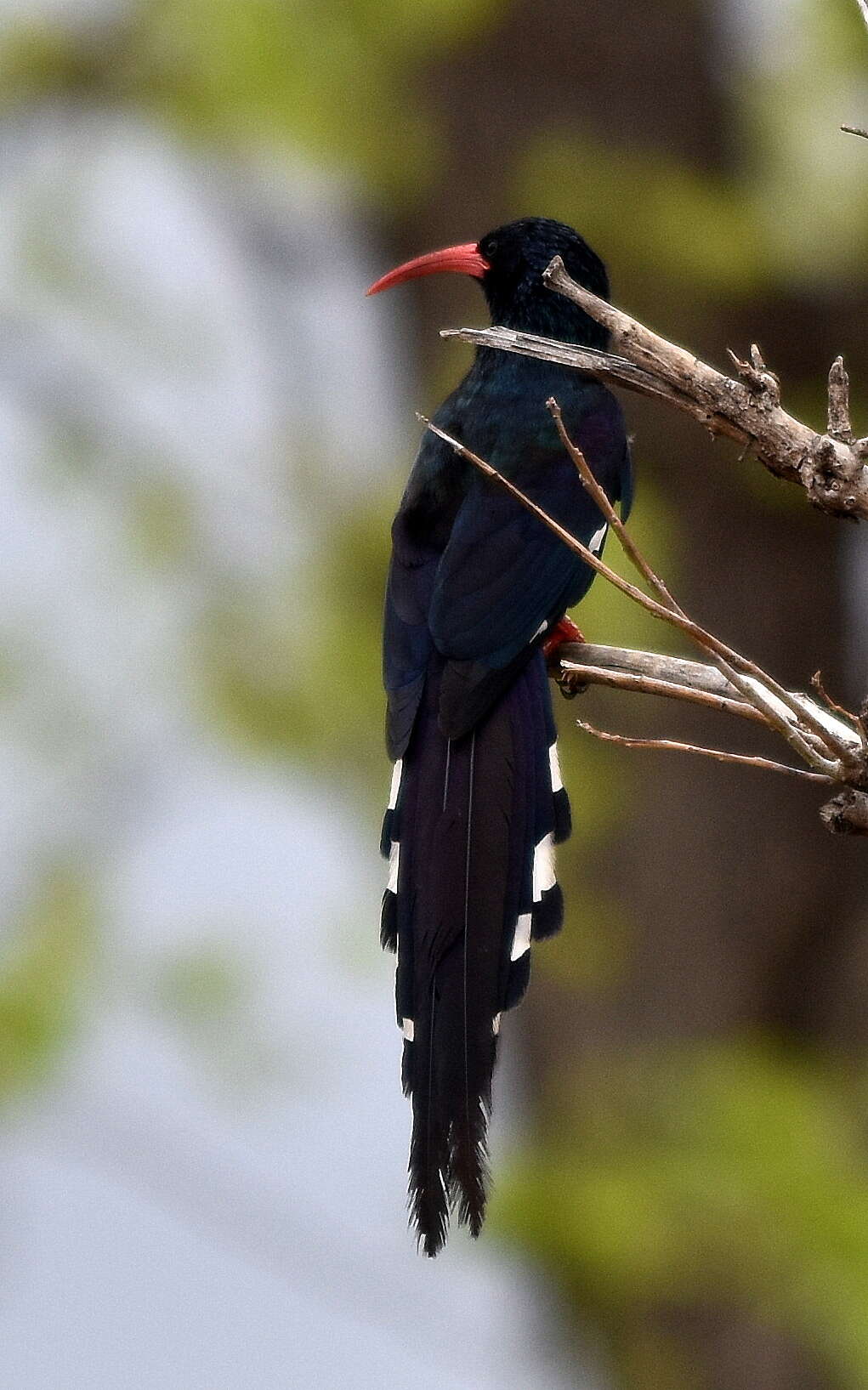 Imagem de Phoeniculus purpureus marwitzi (Reichenow 1906)