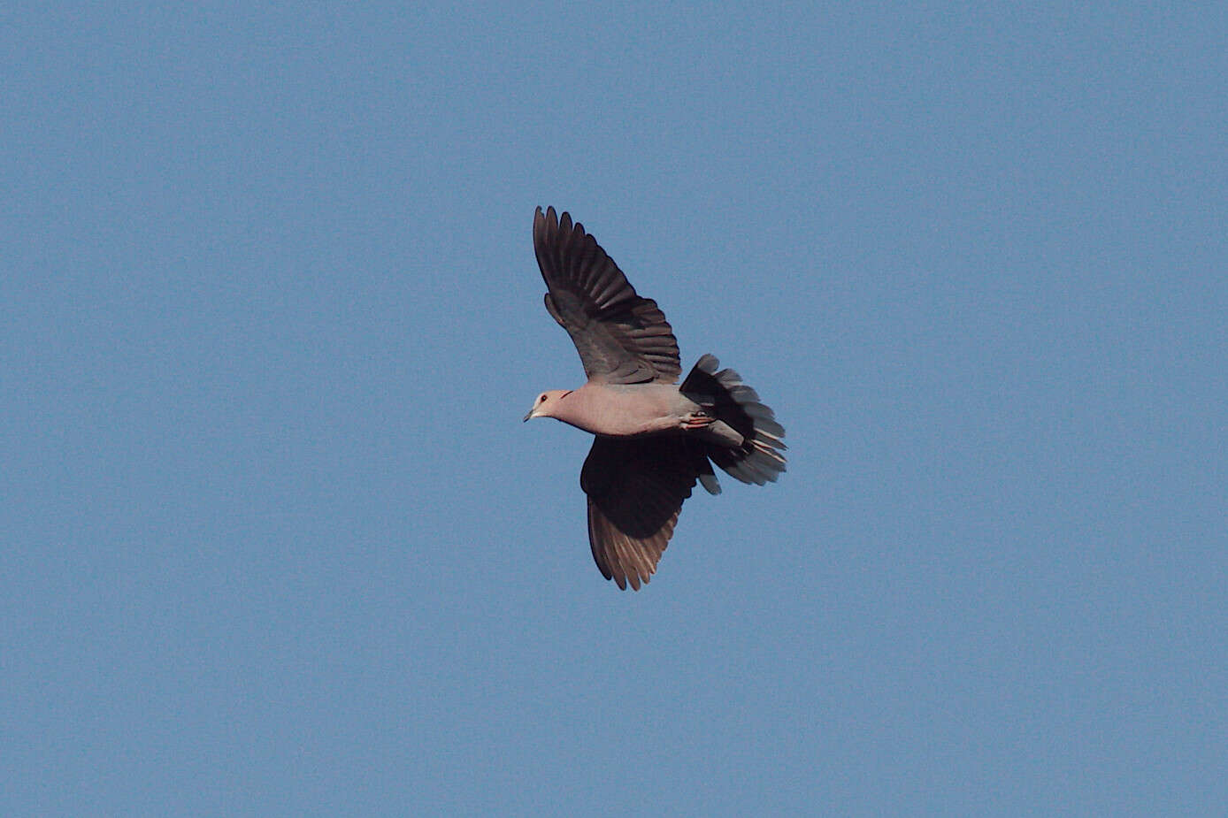 Image of Red-eyed Dove