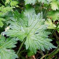 Image of <i>Geranium oxonianum</i>