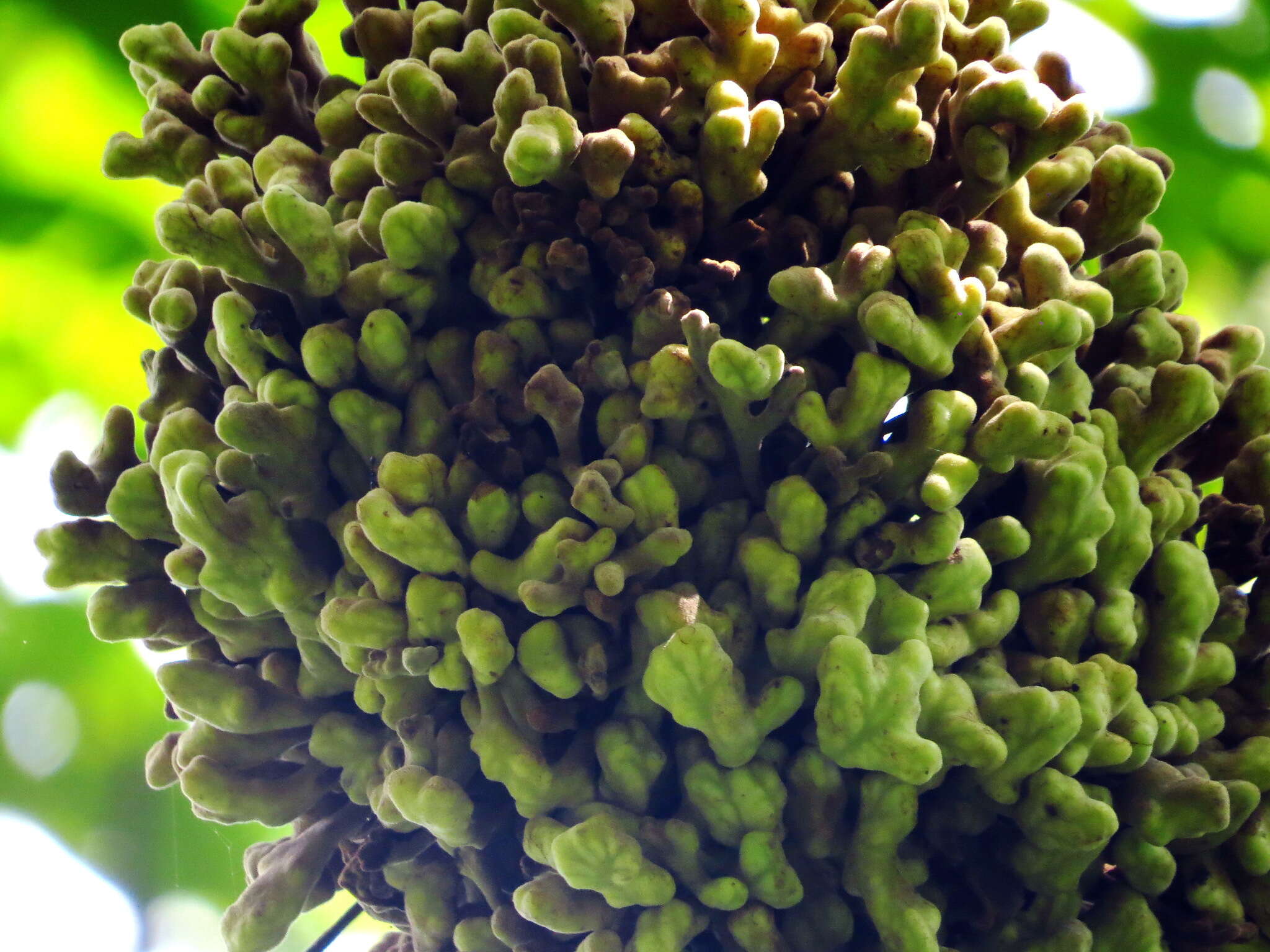 Слика од Rhus chinensis var. roxburghii (DC.) Rehd.