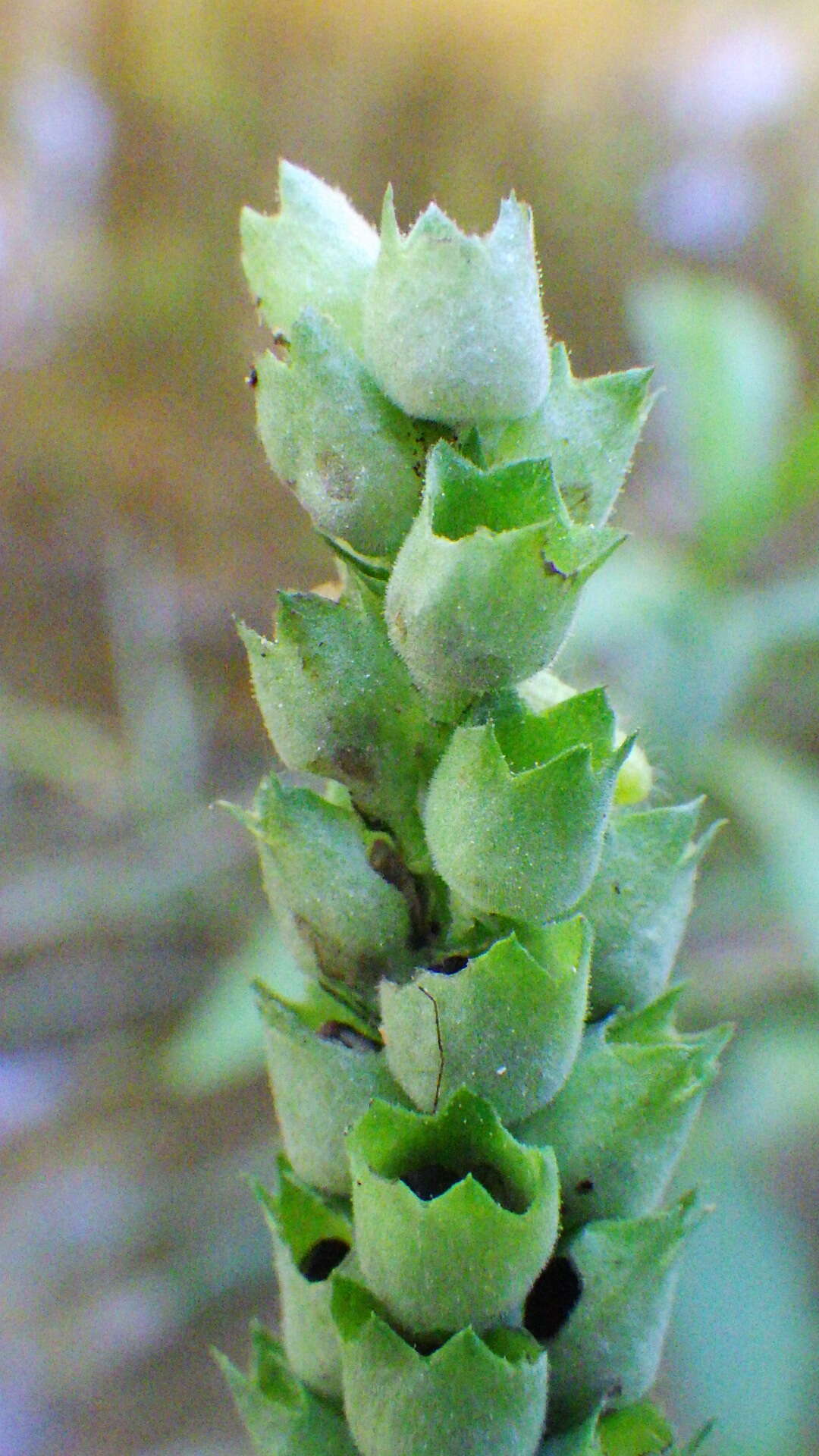 Image of Ledingham's False Dragonhead