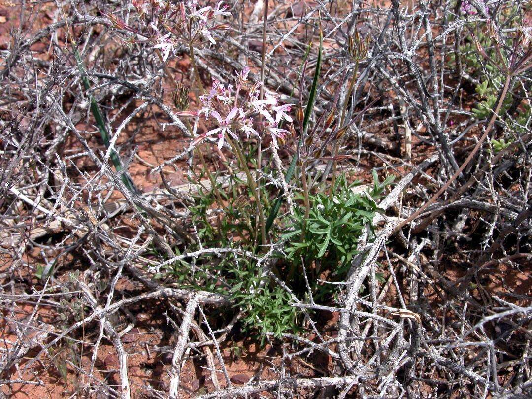 Image of Pelargonium bubonifolium (Andr.) Pers.