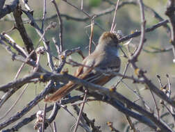 Image of Ash-throated Flycatcher