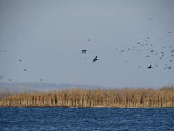 Image of Velvet Scoter