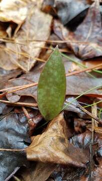 Image of dimpled troutlily