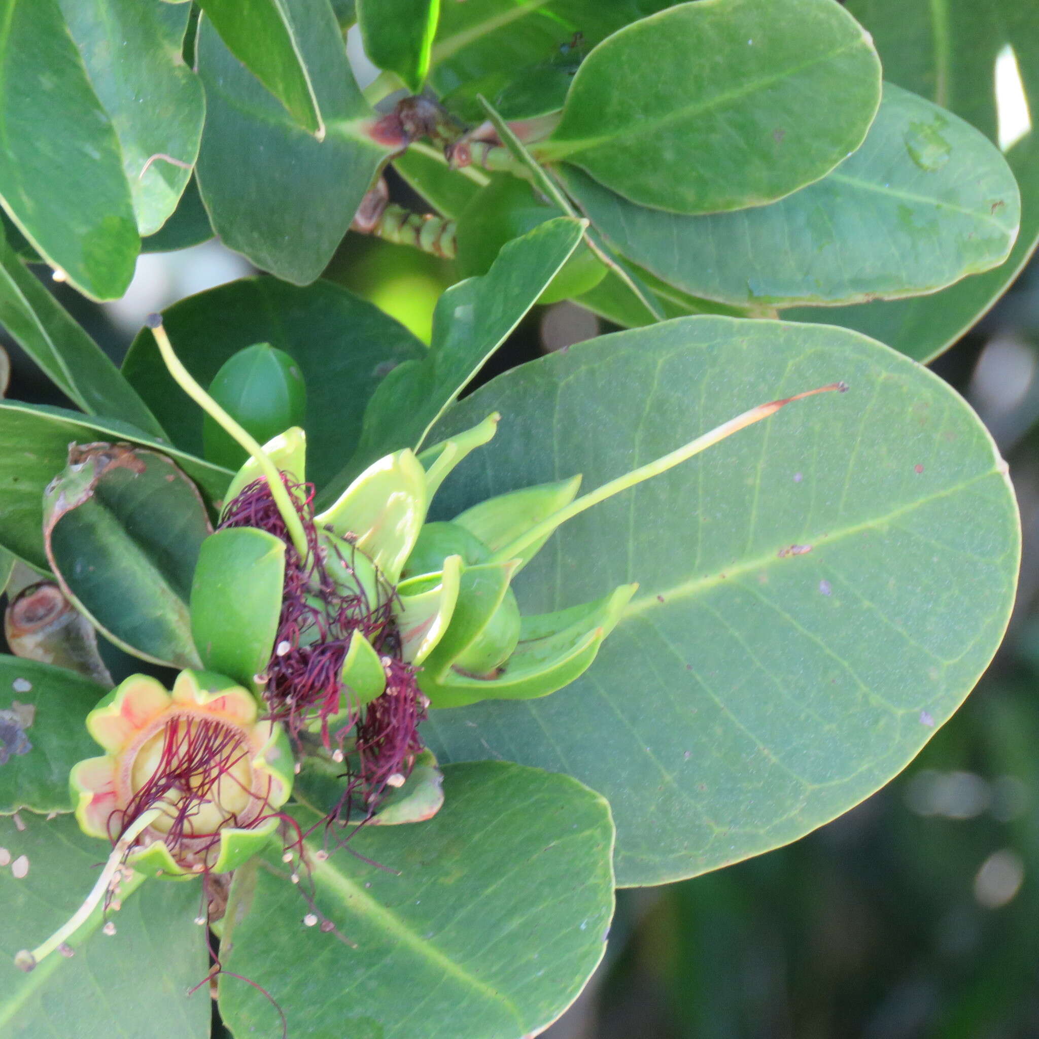 Image of Sonneratia caseolaris (L.) A. Engl.