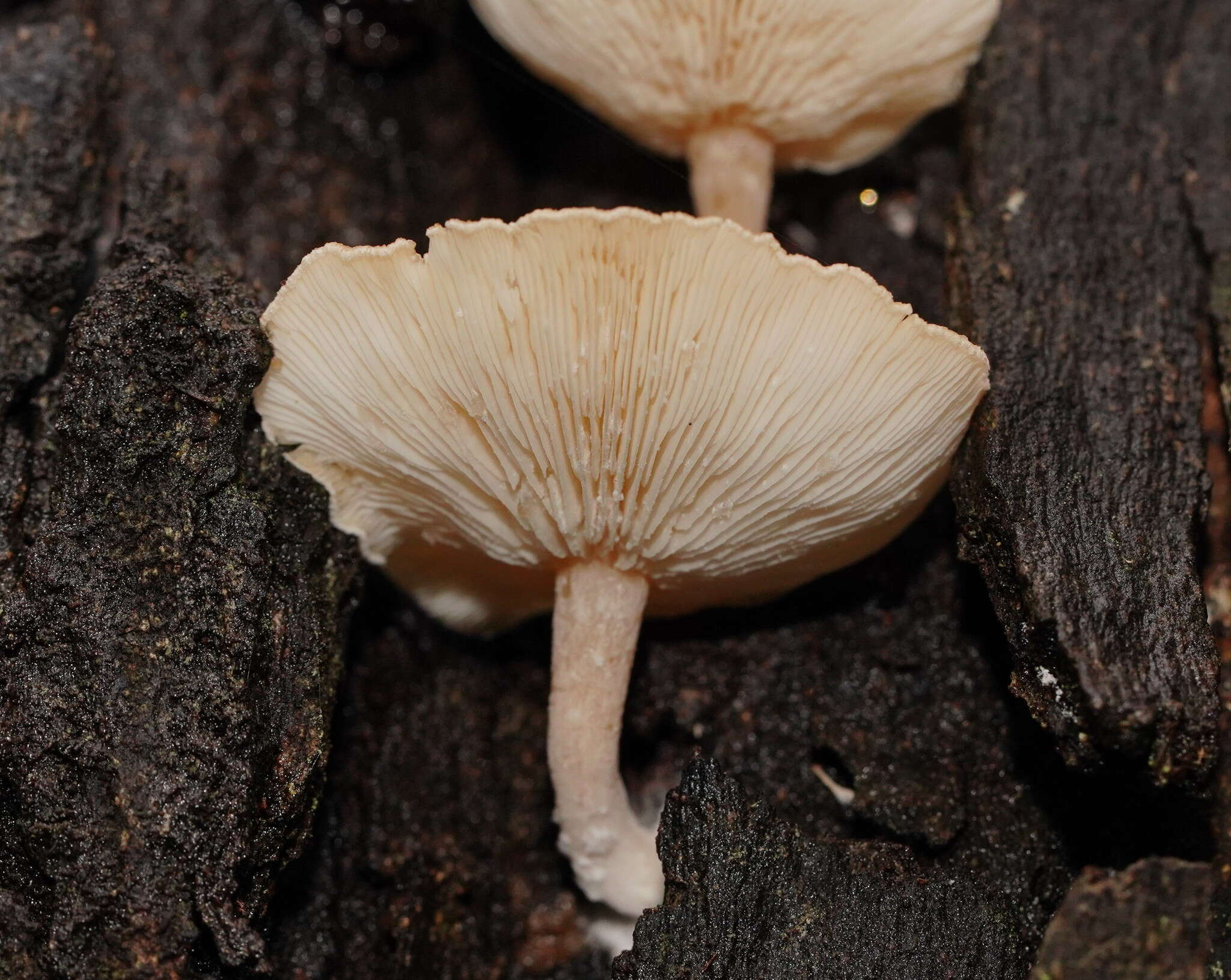 Слика од Clitocybe semiocculta Cleland 1927