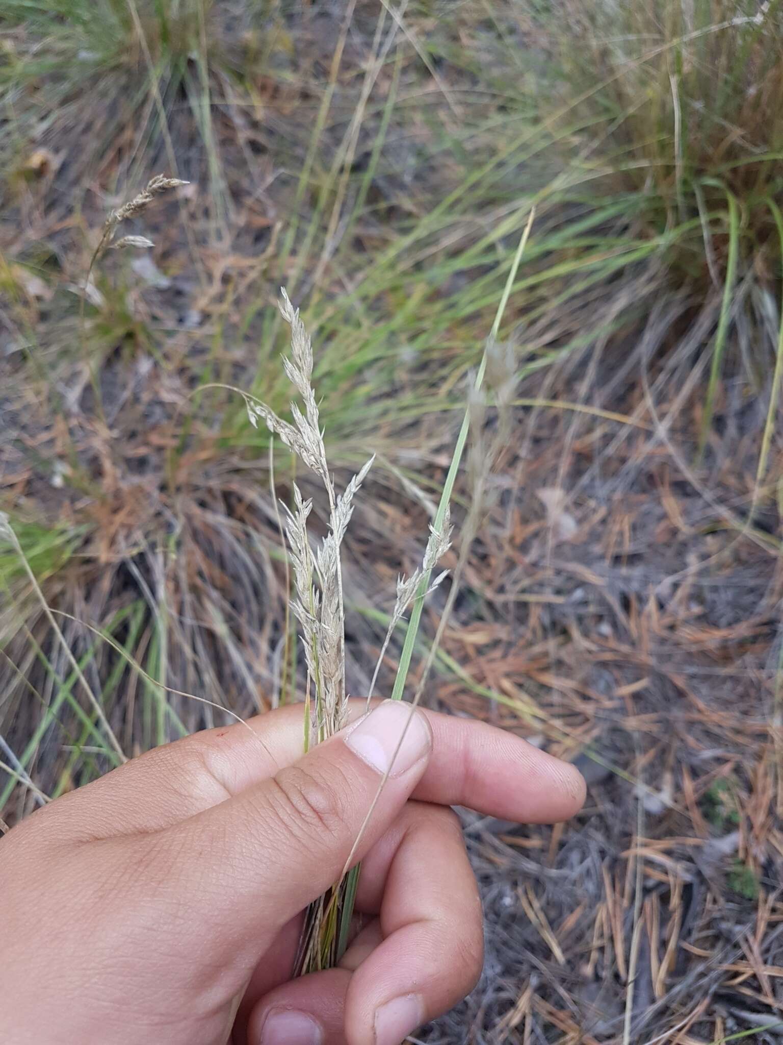 Image de Festuca sibirica Hack. ex Boiss.