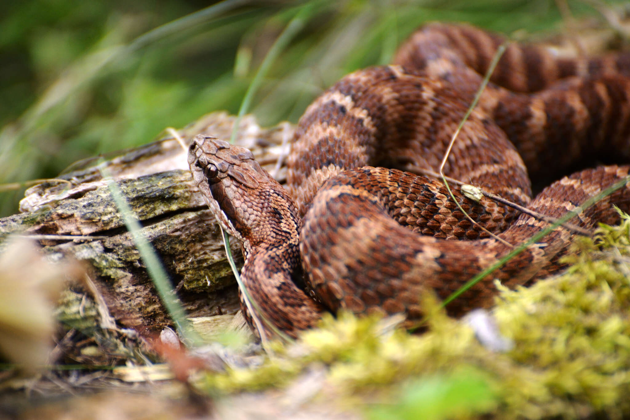 Image of Central Asian pitviper