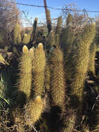 Image of snakecactus