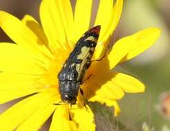 Image of Acmaeodera amabilis Horn 1878