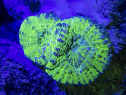 Image of Doughnut Coral