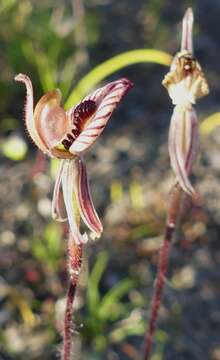 Image of Zebra orchid