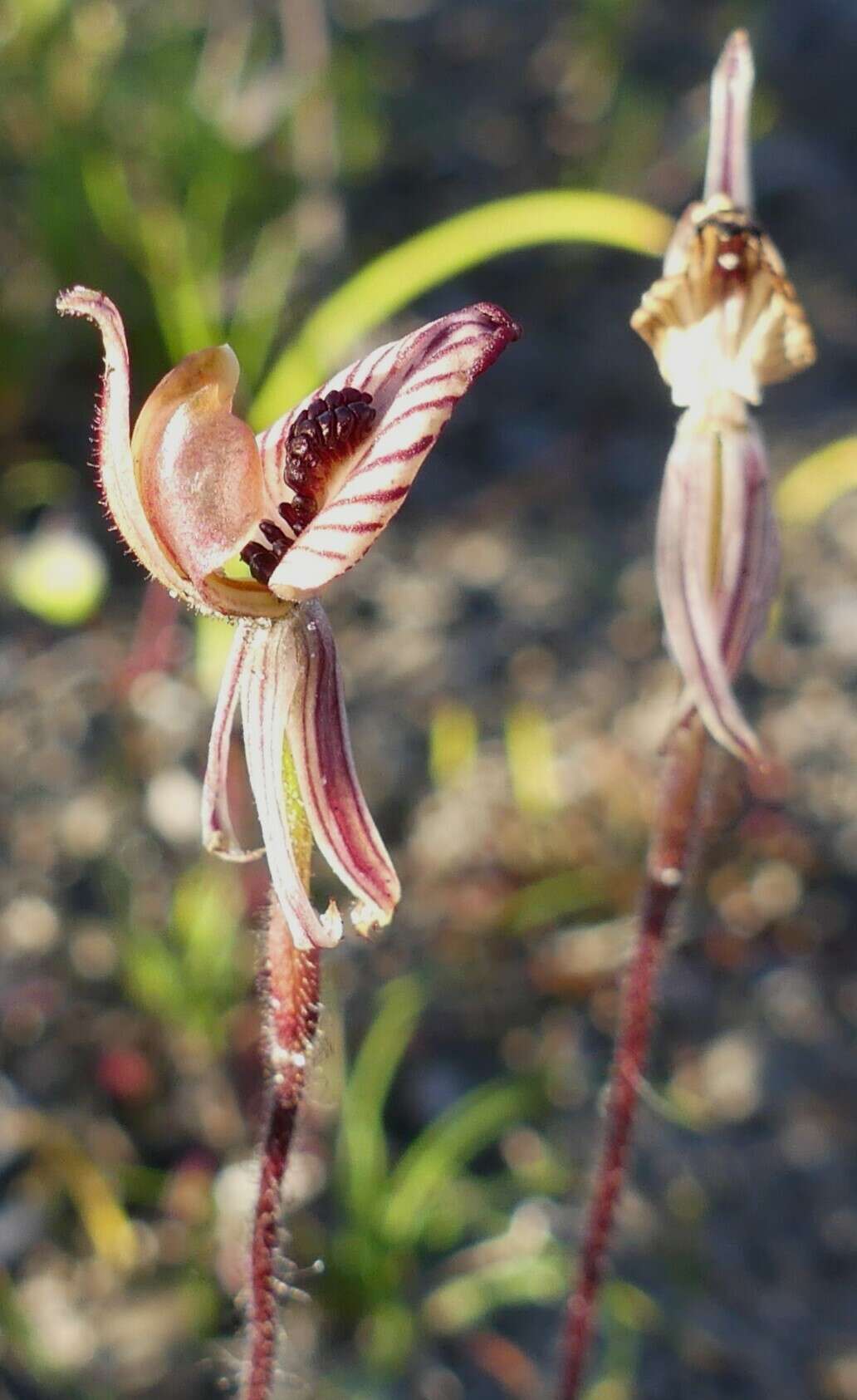 Imagem de Caladenia cairnsiana F. Muell.