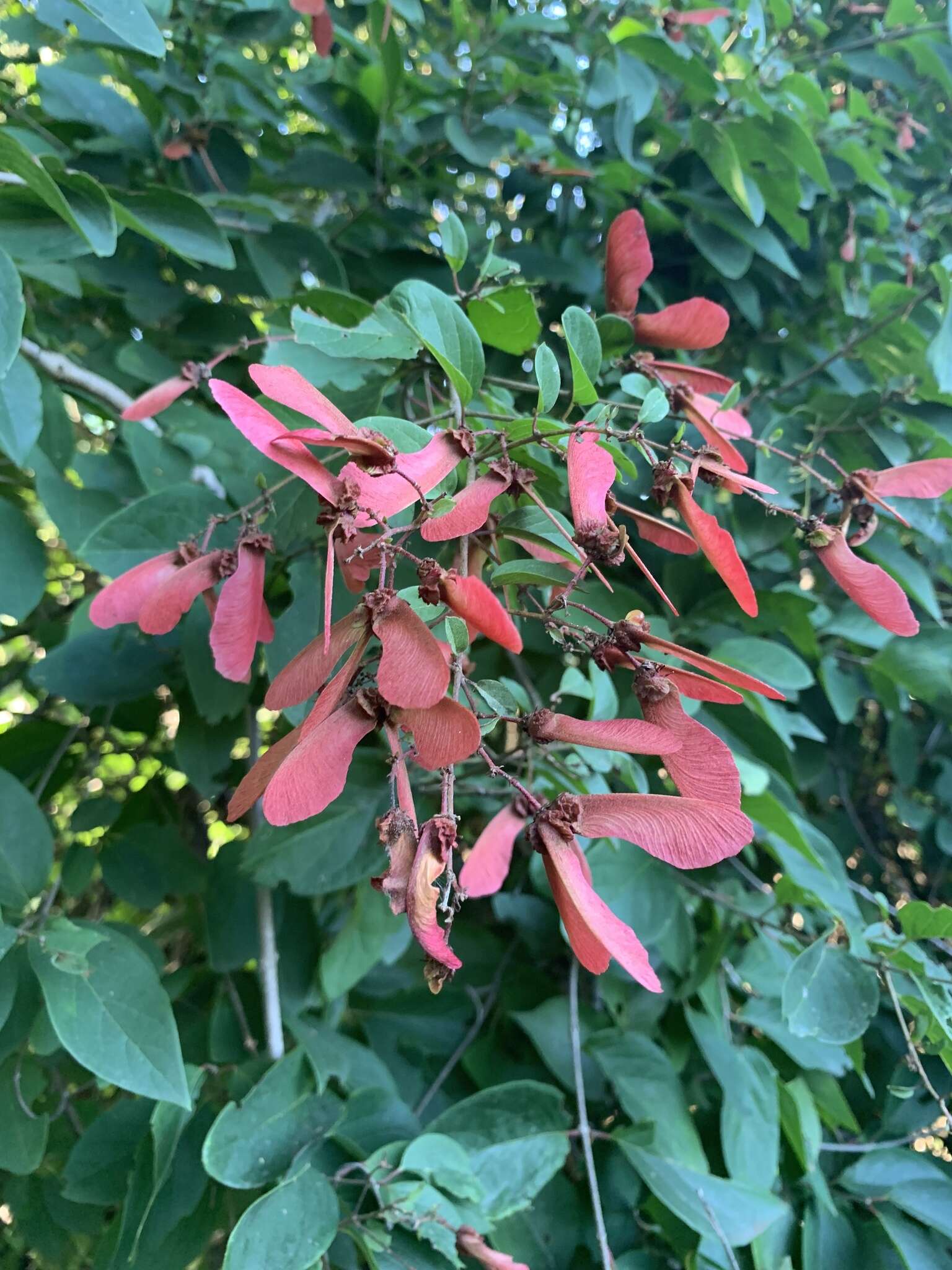 Plancia ëd Heteropterys cotinifolia A. Juss.