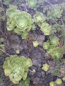 Image of Aeonium canariense (L.) Webb & Berth.