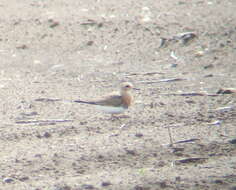 Charadrius veredus Gould 1848 resmi