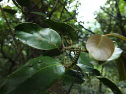 Image of Gnetum edule (Willd.) Blume