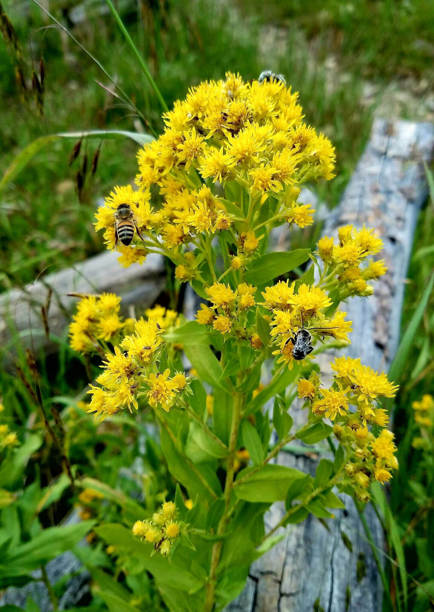 Image de Solidago wrightii A. Gray