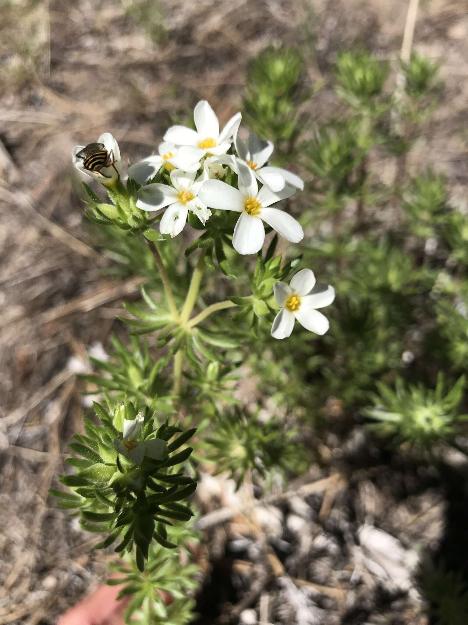 Image of Sierra linanthus