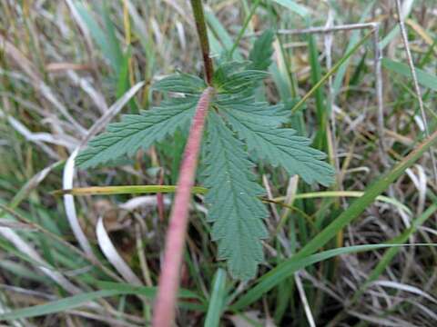 Image of sulphur cinquefoil