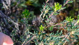 Image of Banksia carlinoides (Meissn.) A. R. Mast & K. R. Thiele