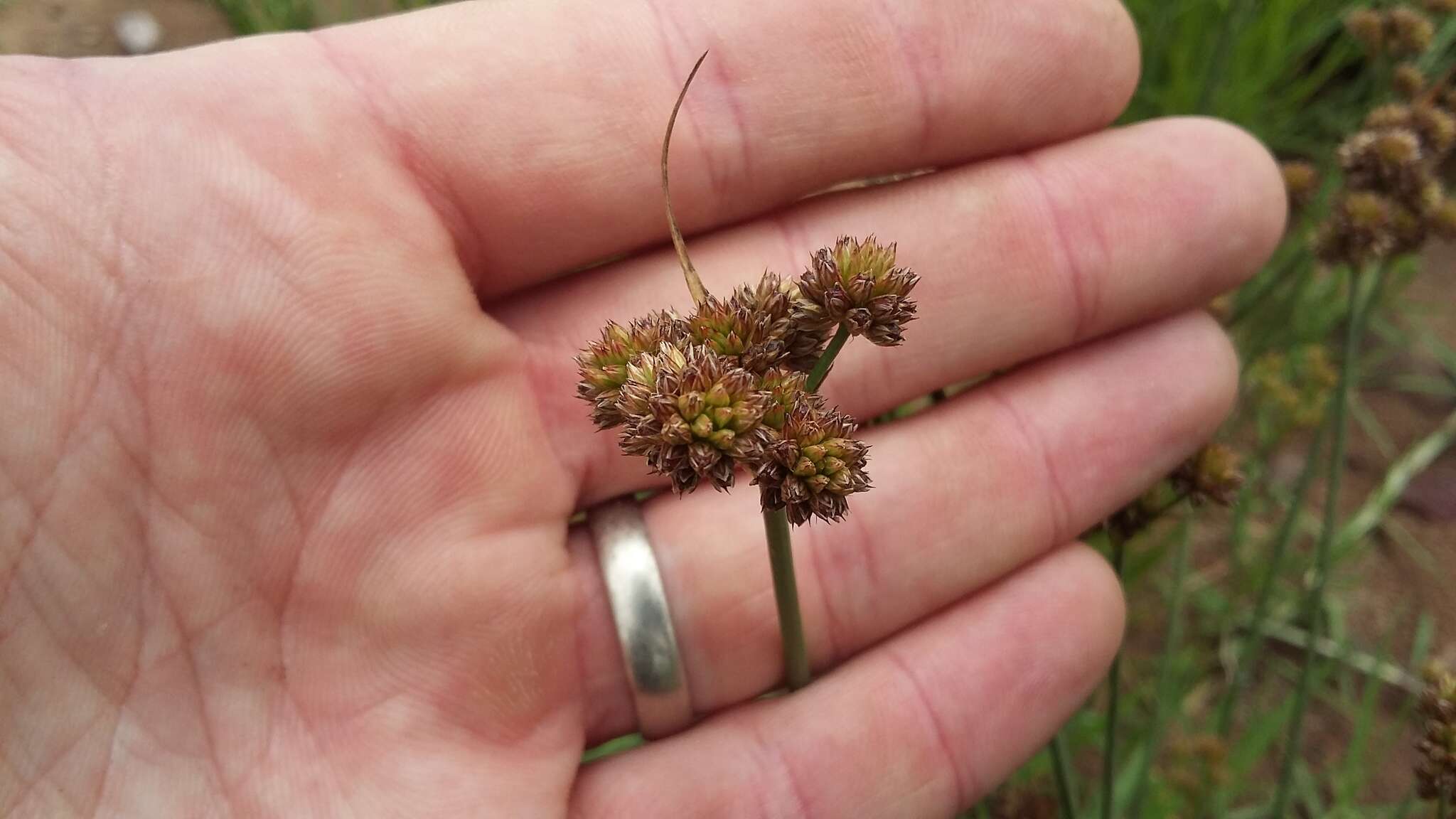 Image of Juncus dregeanus Kunth