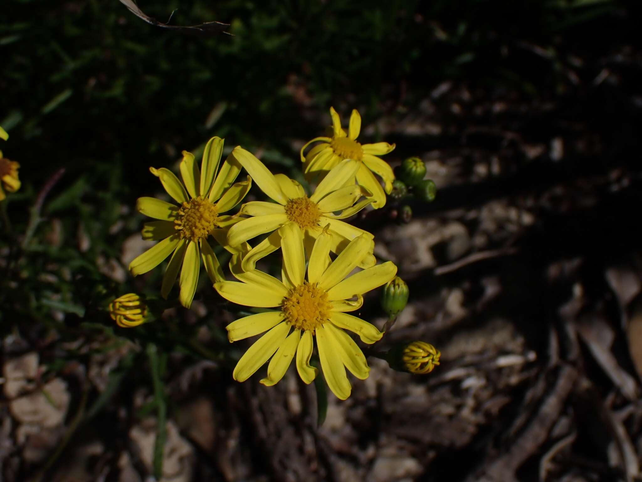 Image of <i>Senecio <i>pinnatifolius</i></i> var. pinnatifolius