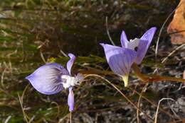 Image de Disa venusta Bolus