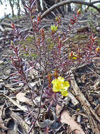 Image of Hibbertia riparia (R. Br. ex DC.) Hoogland