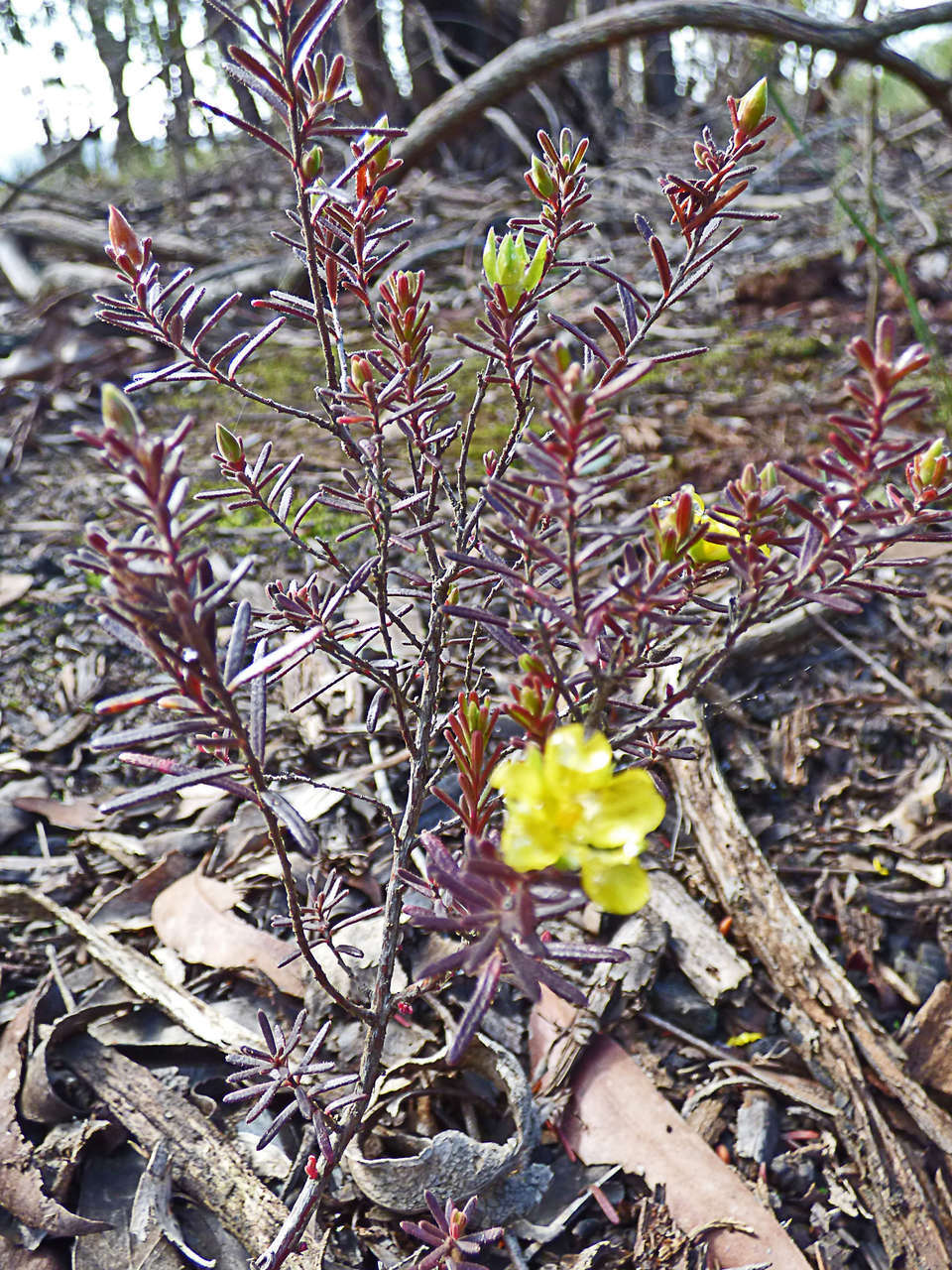 Image of Hibbertia riparia (R. Br. ex DC.) Hoogland