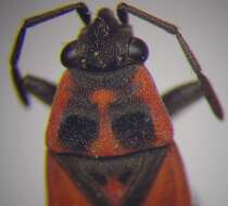 صورة Melanocoryphus tristrami (Douglas, J. W. & J. Scott 1868)