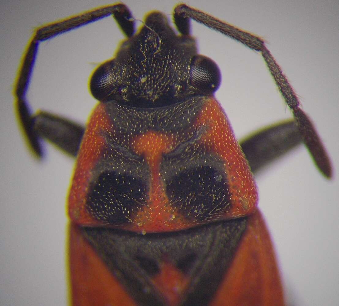 صورة Melanocoryphus tristrami (Douglas, J. W. & J. Scott 1868)